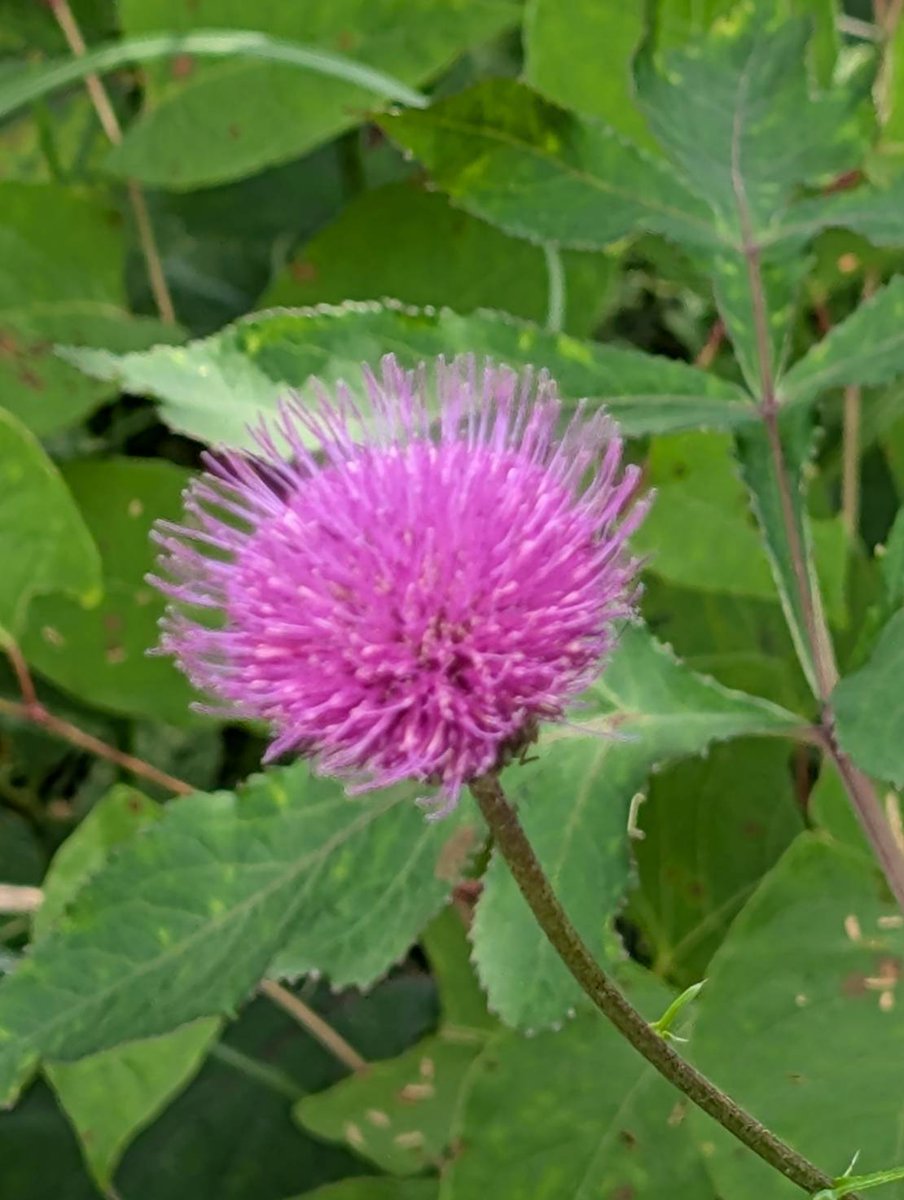 <a href="/takeshima_staff/">竹島宏 Hiroshi Takeshima【公式】</a> 花まつり

花言葉

「絆47START」

特別な日
４７歳のスタートを
ふるさと福井で🙋
素敵な１年になりそう💖
どんな１年になるか
ワクワクしています💕

薔薇のしずくも
楽しみにしています🌹

今日も一日お疲れ様でした🙏

#竹島宏
#ひろネット
#絆
#薔薇のしずく🌹
#感謝
#希望

フォト　アザミ