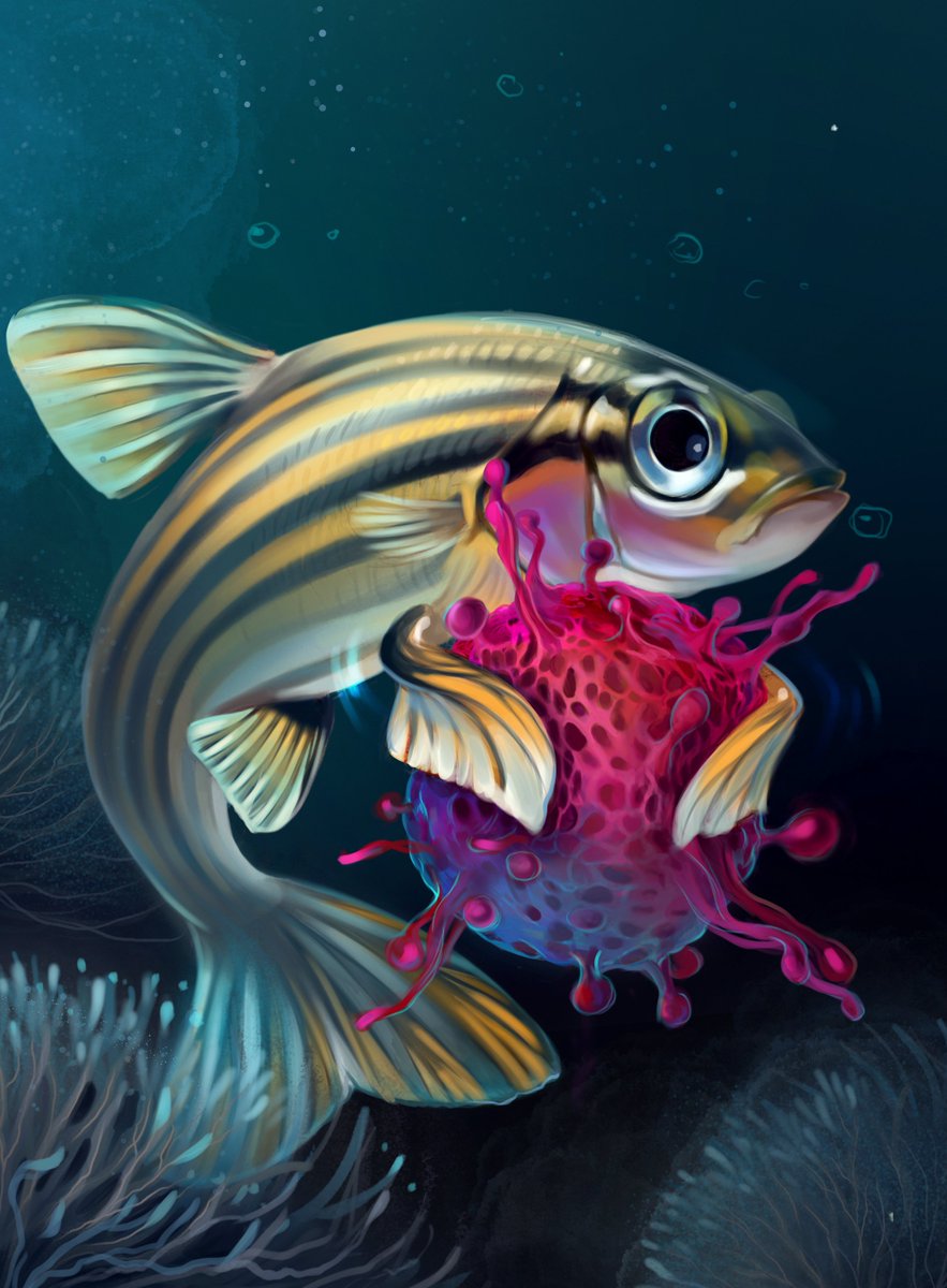 richard white (@whitefishlab) on Twitter photo Cancer cells are notoriously plastic, but what triggers the changes in cell state? In our new @nature paper, Miranda Hunter found that mechanical pressure is a key to this switch. Check it out here: go.nature.com/47iwDm2 Cancer cells are notoriously plastic, but what triggers the changes in cell state? In our new @nature paper, Miranda Hunter found that mechanical pressure is a key to this switch. Check it out here: go.nature.com/47iwDm2