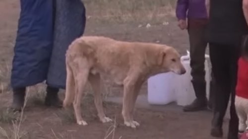 haru__ichi's tweet image. ずっとモンゴルの犬のこと考えてしまう
平たいーぬ…
愛おしきまっすぐフォルム…
犬種わかる有識者いませんか？？？
#ろふまおモンゴル