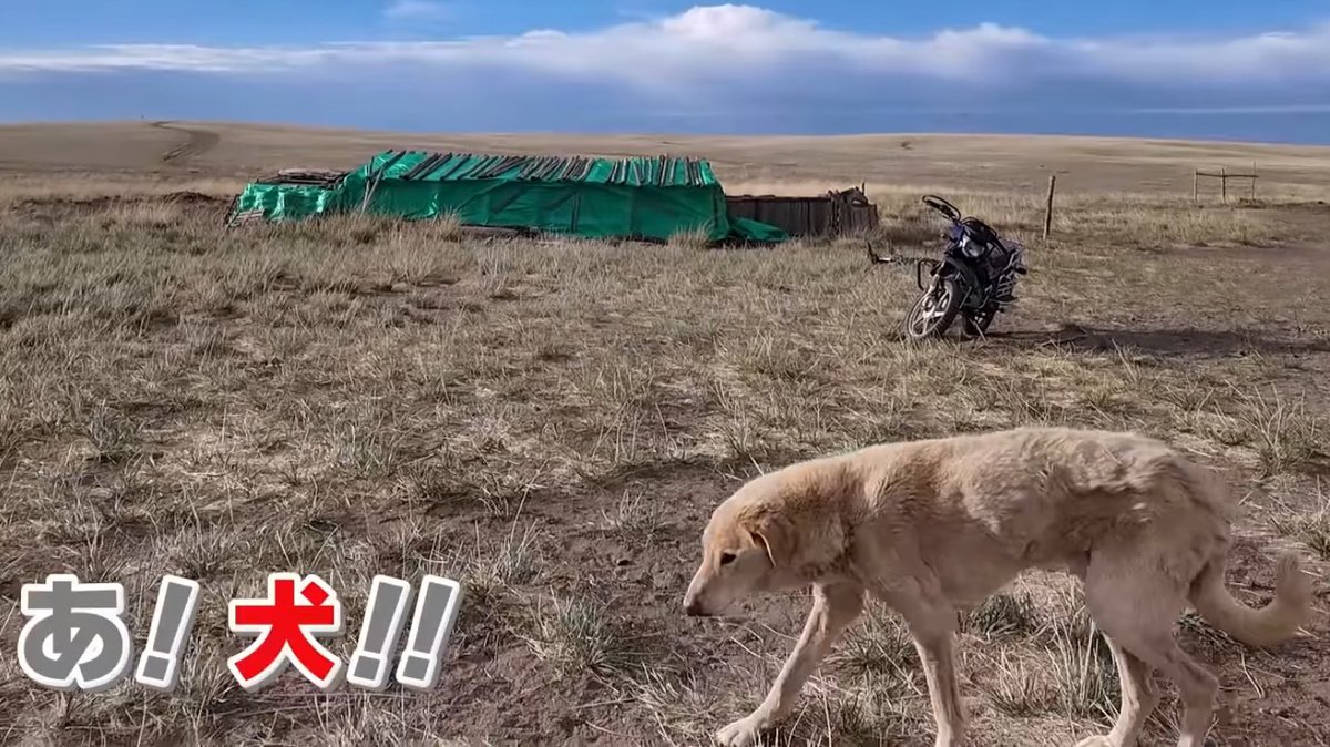haru__ichi's tweet image. ずっとモンゴルの犬のこと考えてしまう
平たいーぬ…
愛おしきまっすぐフォルム…
犬種わかる有識者いませんか？？？
#ろふまおモンゴル