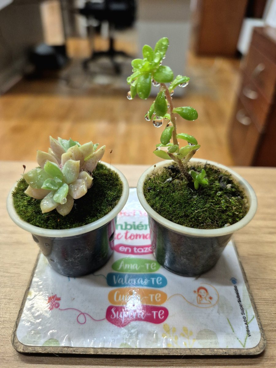 La grandeza de la vida en su forma diminuta. #MedioAmbiente