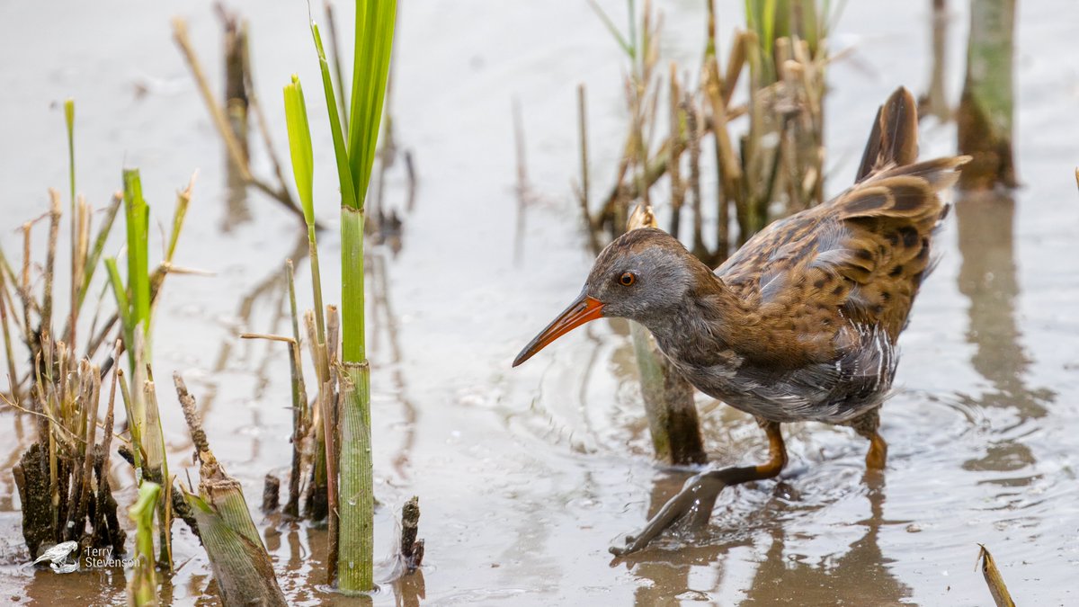Terry Stevenson (@chulavista21) on Twitter photo A #Water_Rail in front ot the Robbie Garnett hide, lunchtime <a href="/slimbridge_wild/">Slimbridge Sightings</a> #GlosBirds A #Water_Rail in front ot the Robbie Garnett hide, lunchtime <a href="/slimbridge_wild/">Slimbridge Sightings</a> #GlosBirds