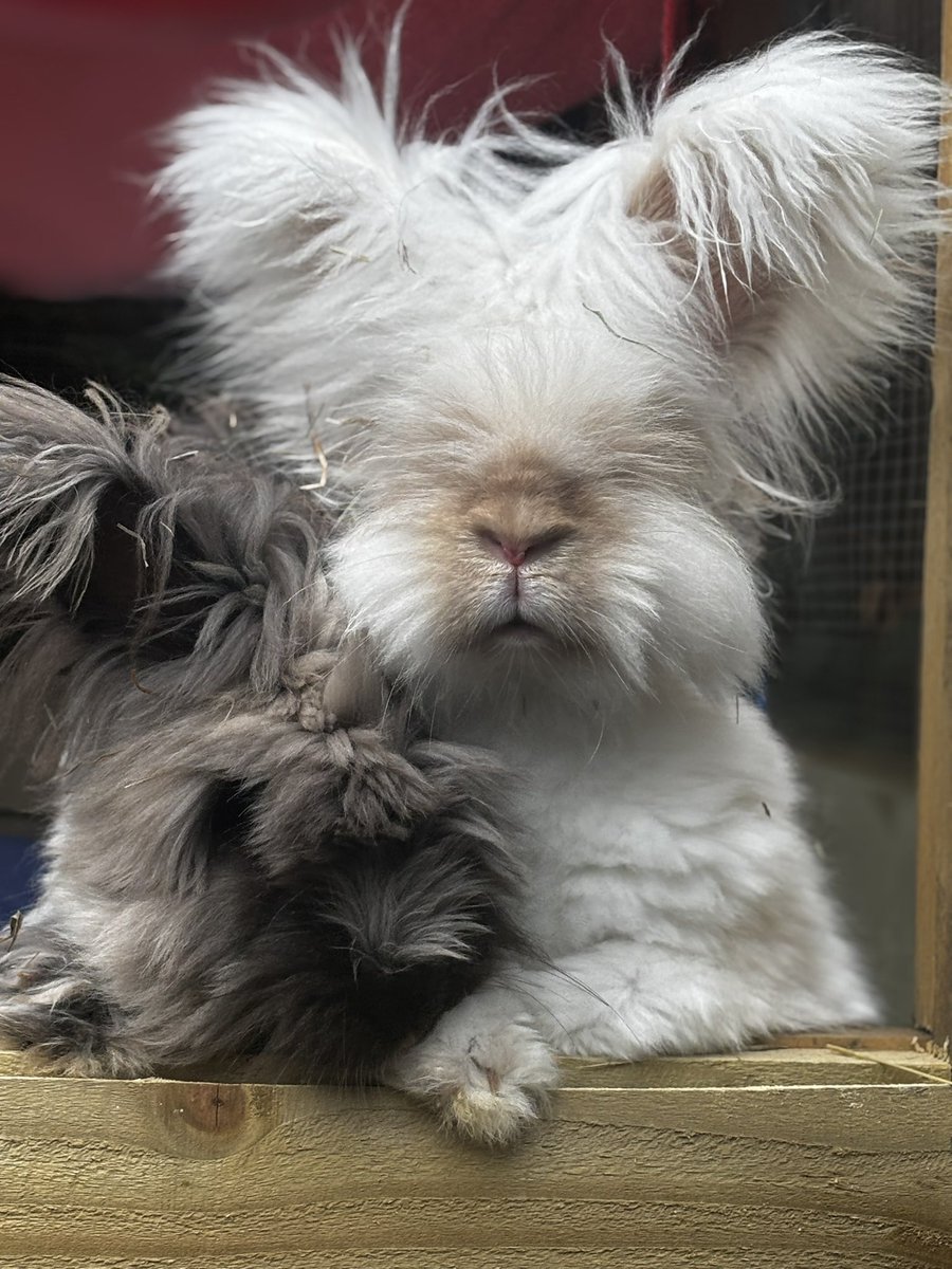 Carrot Cottage Rabbit Rescue tweet media