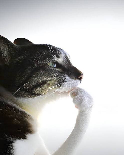 ⠀⠀⠀⠀⠀
⠀⠀wait  he’s  on  to  something  💭
⠀⠀⠀⠀⠀