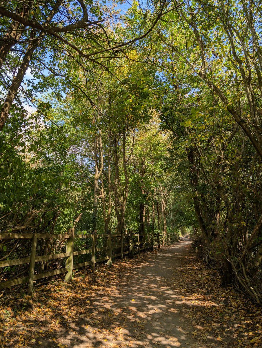 How lovely the woodland looks in dappled summer sunshine 🌳☀