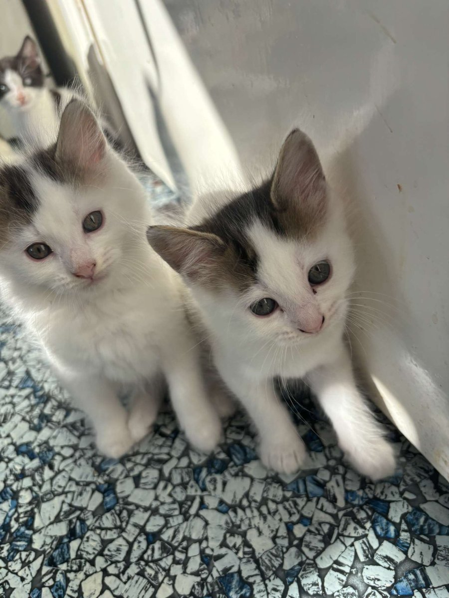 Please look at my babies