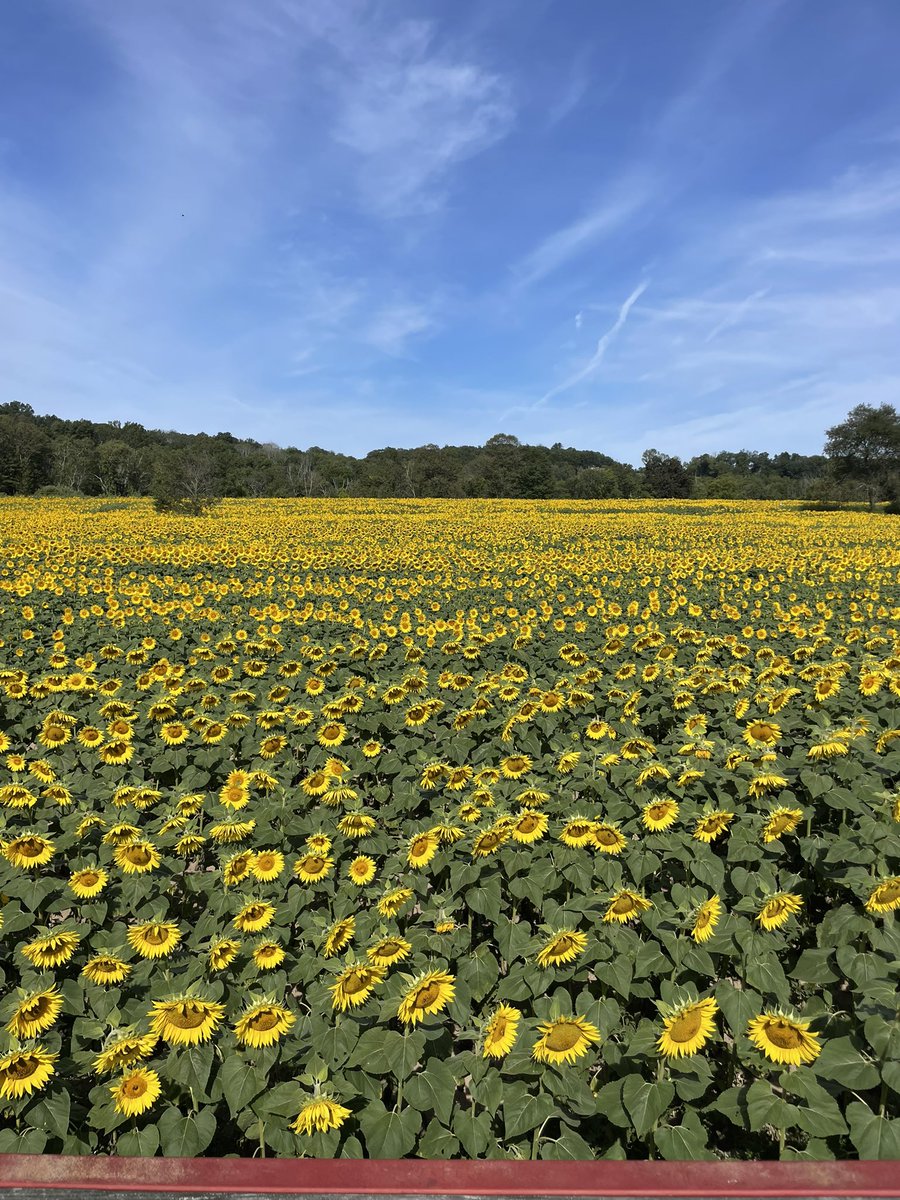 Liberty_Farm's tweet photo. Full Bloom! Plan you trip now https://t.co/cya9AjL340