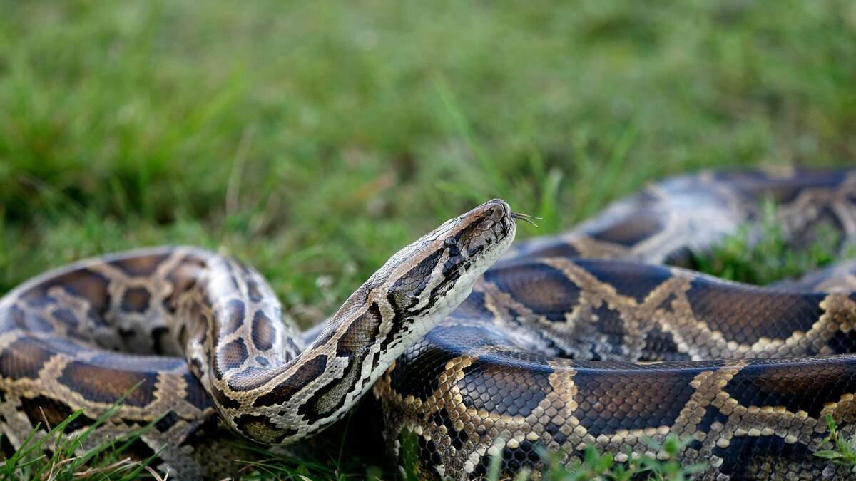 Florida Using Robotic Bunnies To Help Catch Invasive Burmese Pythons | 97.5 KMOD kmod.iheart.com/content/2025-0…