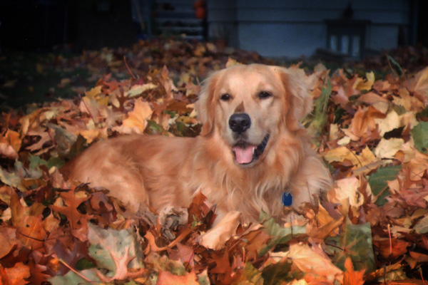 Remembering our very first “CEO,” Jake the 1st, on his birthday. A loyal friend, a true leader, and forever missed. 🐾#JakeConnorandCrew