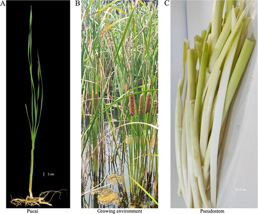 Horticulture Research tweet media