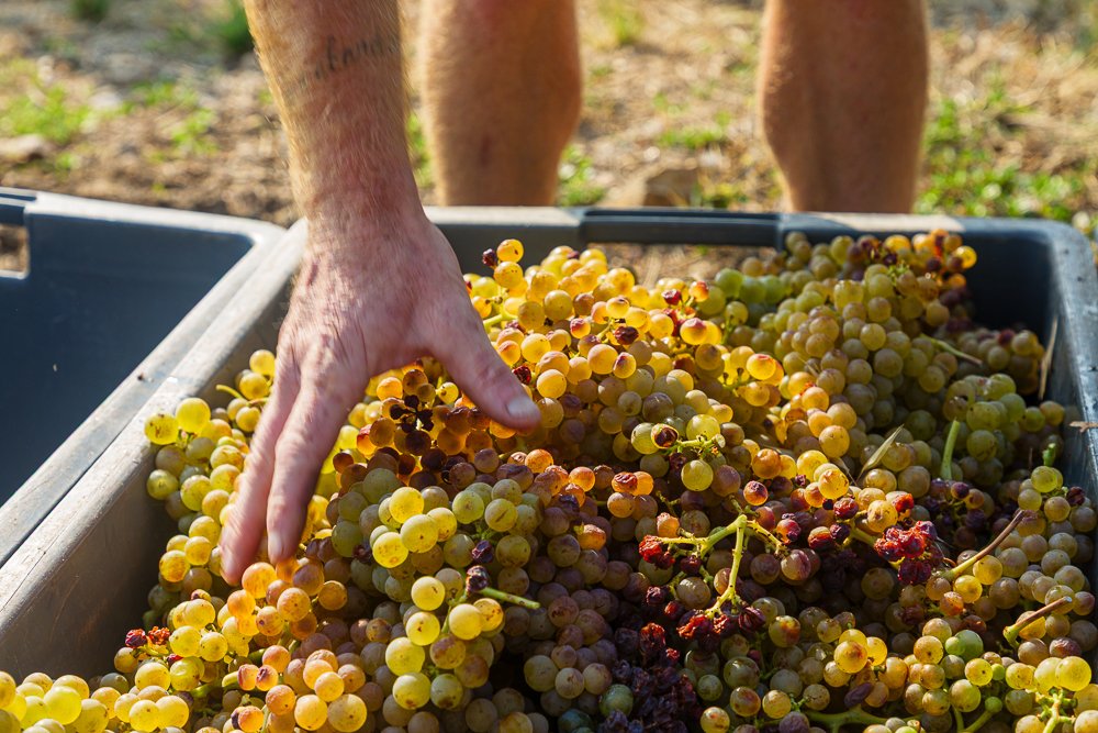 [VENDANGES / HARVEST] Les vendanges ont commencé sur les parcelles du Lieu-dit Saint-Joseph ! The harvest has begun on Lieu Dit Saint Joseph plots ! #domaineguigal #vendanges2025 #harvest2025 #saintjoseph 📷 Stéphane Chalaye Photographie