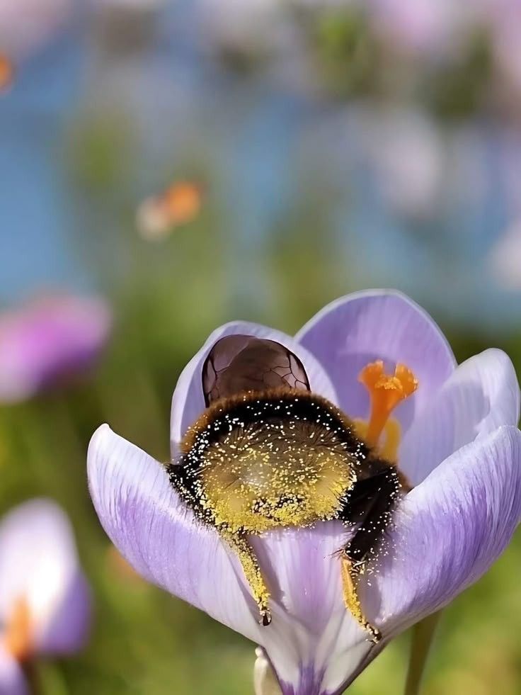 ssmb291_'s tweet image. When bees get tired of flying and carrying pollen, they can fall asleep in flowers this way.