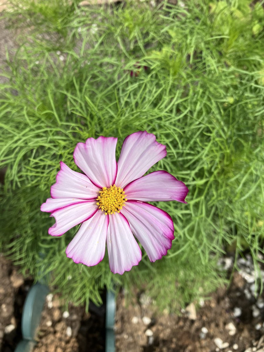 Waiting for rain.

#FlowersOnX #GardeningX #RAIN #summertime #WritingCommunity