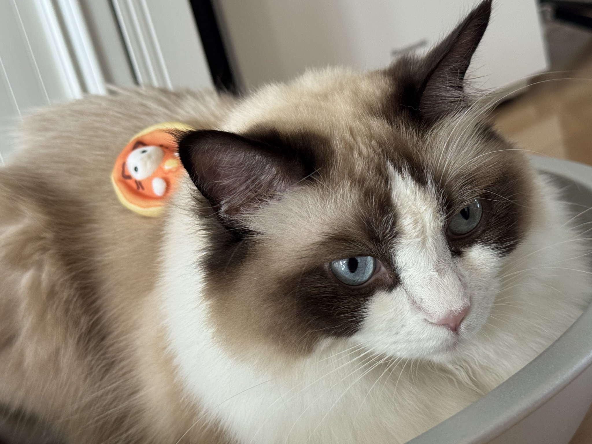 猫さん ねこと on X: 