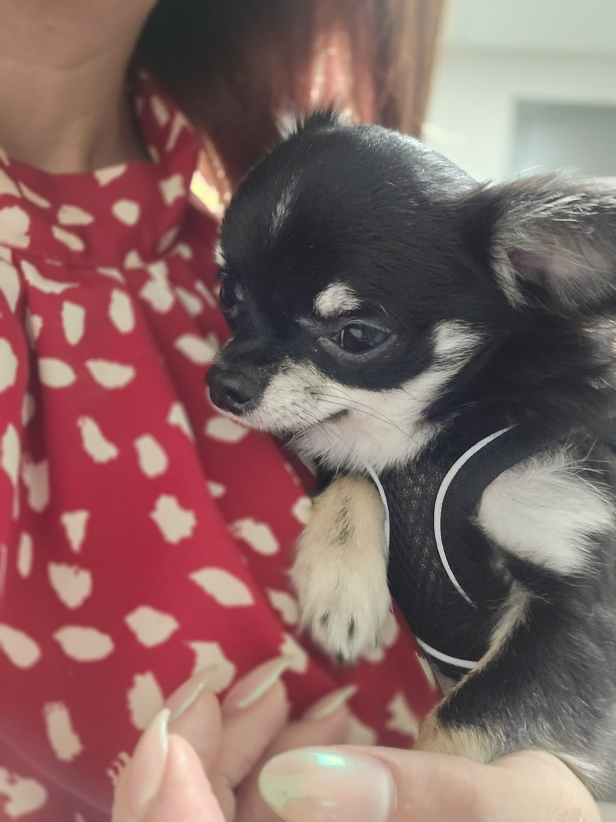 #milothemighty now weighs a whopping 4lbs. He is not happy to see the Dr.