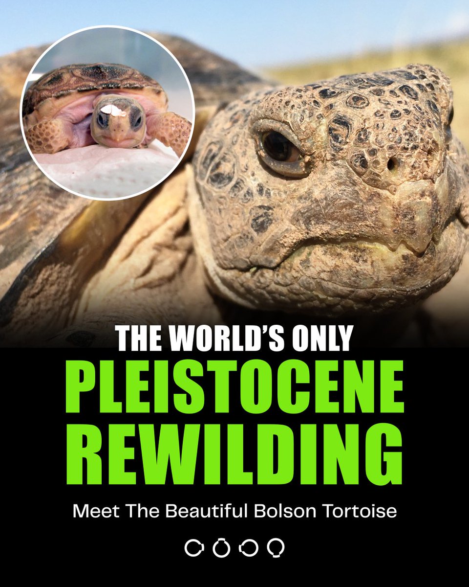 🐢 Meet the Bolson tortoise: North America’s largest, rarest land reptile and the star of the world’s only Pleistocene rewilding effort. With help from our Colossal Species Reintroduction Fund, and Turner Endangered Species Fund (<a href="/TurnerFund/">Turner Endangered Species Fund</a>), it’s making a comeback.

(1/10)