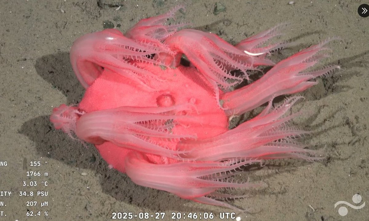 pensar que no damos dos pesos por el río de la plata color caca y en el fondo viven estas divas, qué fantasía 👁️🫦👁️