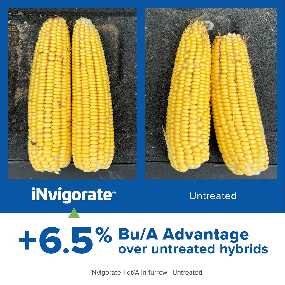 In 2023 AMVAC grower trials, iNvigorate® (1 qt/A) applied in-furrow in conjunction with injected manure delivered stronger yield performance and increased kernel production by helping to free up nutrients and enhance root growth. 

Learn more: amvac.com/campaigns/invi…
