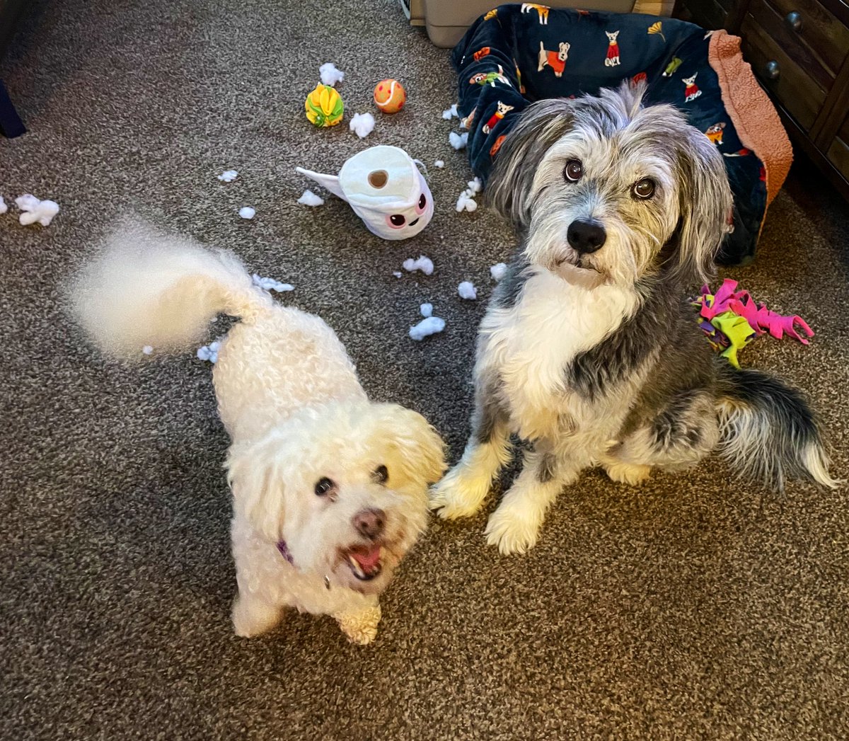 EMDUB21's tweet image. Before Cousin Piper left she blew up one of my old toys. 😤I wasn’t impressed! I take care of my toys. Mom says she was just having fun &amp;amp; I should lighten up cuz Piper doesn’t have toys and I have a lot 🤔🐶
What do you think pals? 
#sharingiscaring 
#dogsoftwitter #DogsofX