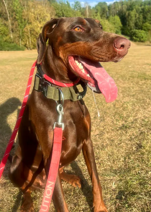 DRUE Dobermann Rescue tweet media