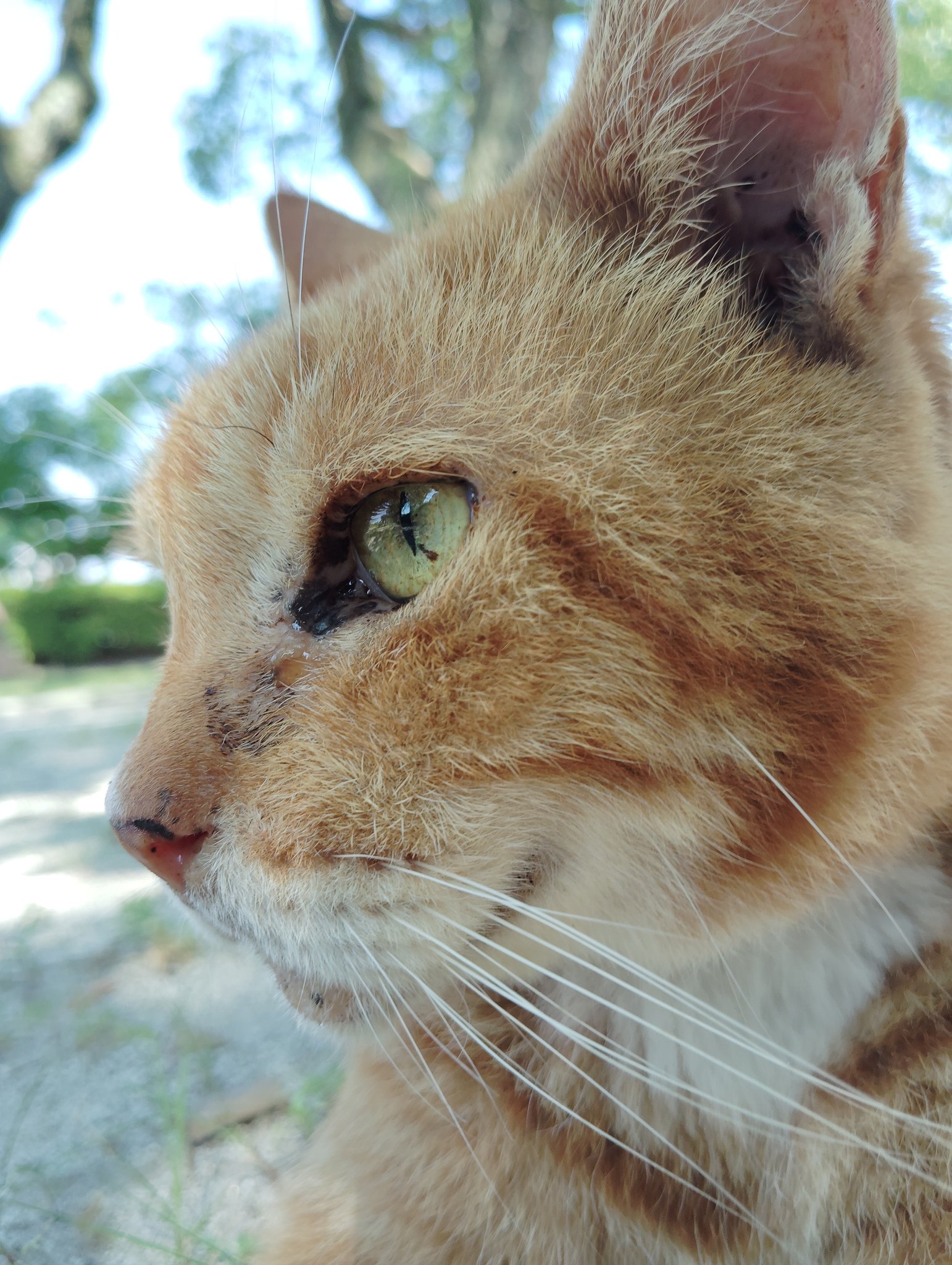 ねこ ねこは猫 on X: 