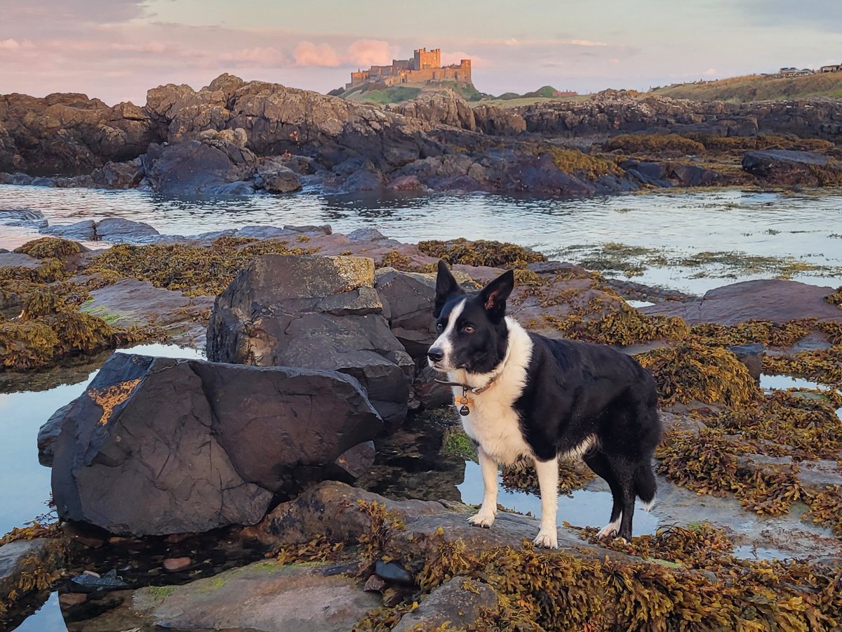 Only 1 thing missing from this pic to make it perfect. The hoos were going to scatter some of Merl's ashes here but she's not ready yet🌈😢🐾🤍🖤