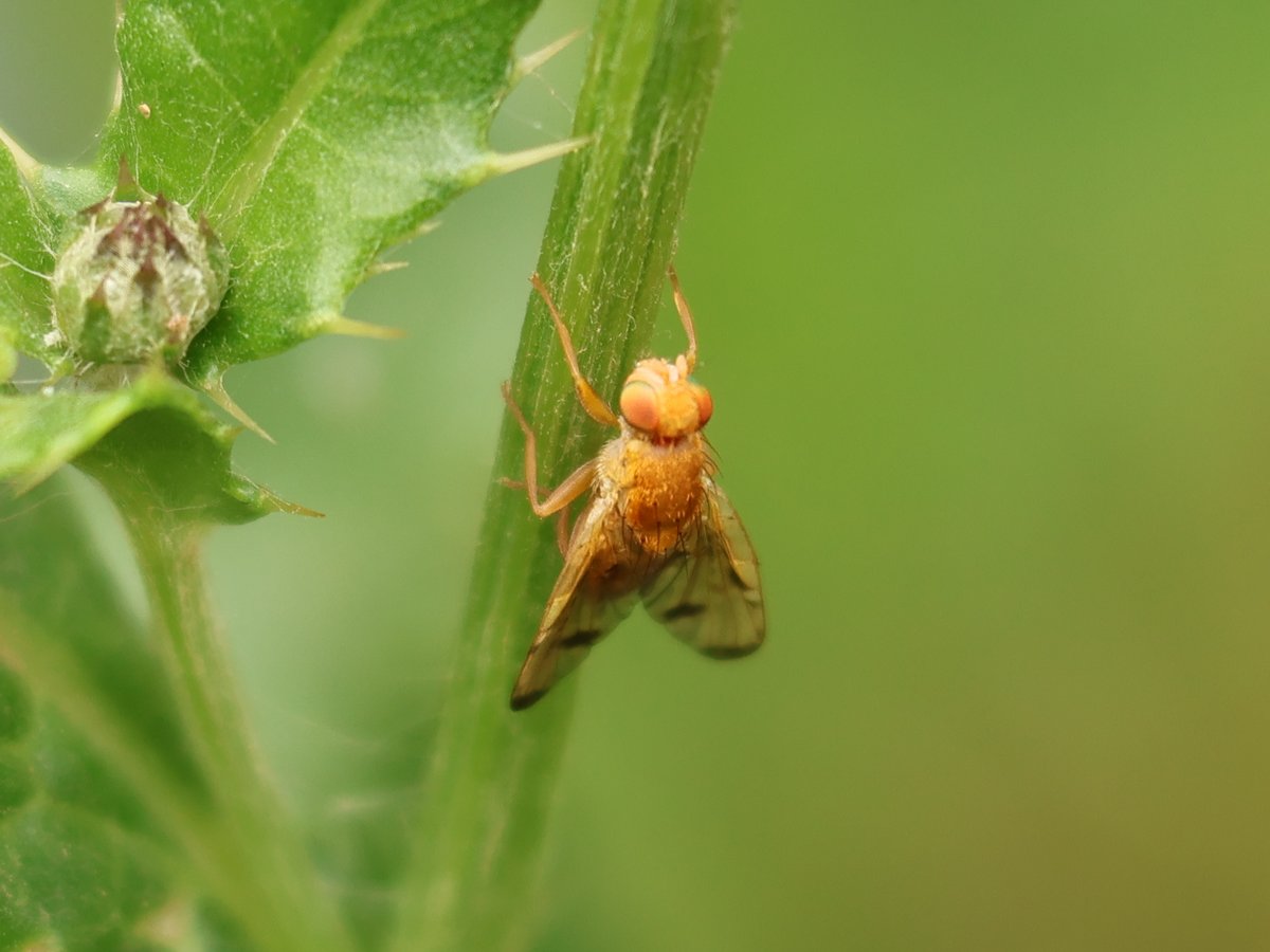 Trebor 1456 tweet media