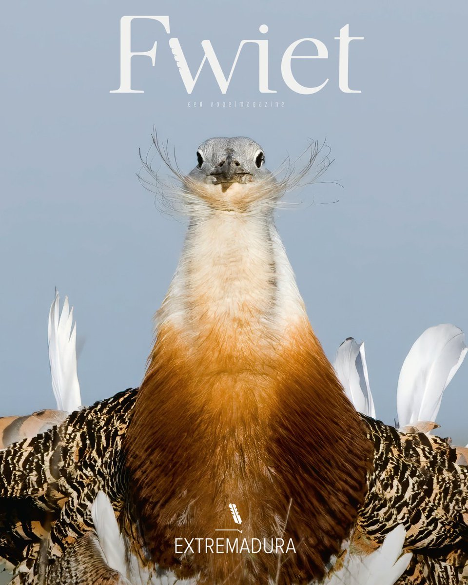 Het 10de nummer van Fwiet neemt je mee naar  Extremadura, het Spaanse vogelparadijs. Denk: de grote trap die door de steppes schrijdt, terwijl leeuweriken zingen in de blauwe lucht.
144 pagina’s reportages &amp; beelden. Bestel nu, in november op je deurmat!
fwiet.be
