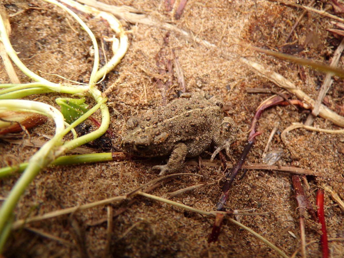 A few <a href="/ntsandscalehaws/">NT Sandscale Haws NNR</a> finds including grass of Parnassus, natterjack juniors, eyed hawk caterpillar