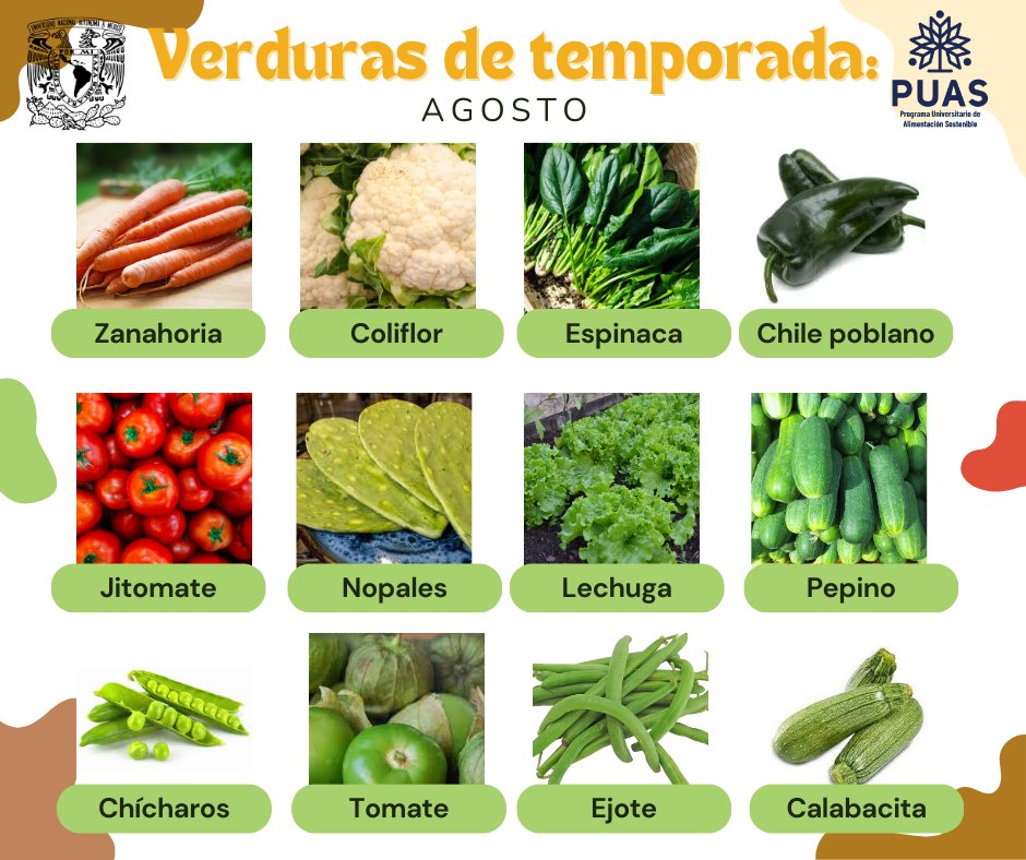 puasunam's tweet image. Presentamos las verduras de temporada del mes de agosto, consumirlas vuelve tu dieta sostenible, pues son: económicas, asequibles, accesibles y ¡deliciosas!
#AlimentacionSostenible #AlimentaciónSostenibleUNAM #PUAS