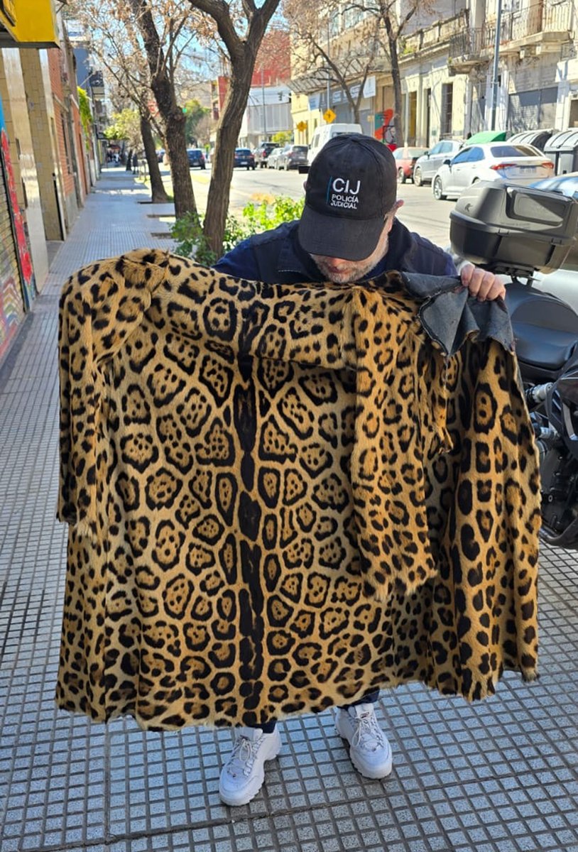 DECOMISAN UN TAPADO DE PIEL DE YAGUARETÉ EN PLENO BUENOS AIRES.

A partir de una denuncia sobre una persona que ofrecía pieles de animales en TikTok, las autoridades pudieron secuestrar cientos de pieles y entre ellas un tapado y dos cuellos confeccionados con piel de #yaguareté