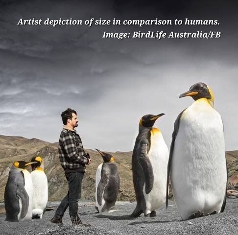 Today I learned that Fossil remains of an extinct colossus penguin was nearly 7 feet tall and weighed 250 pounds, unearthed in Antarctica