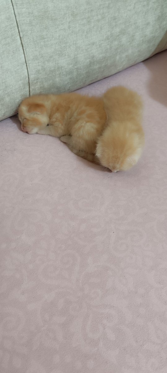 Bunlarda benim ikiz kizlarim birinin ismi 🍊 portakal digerine de siz isim verin 🤗