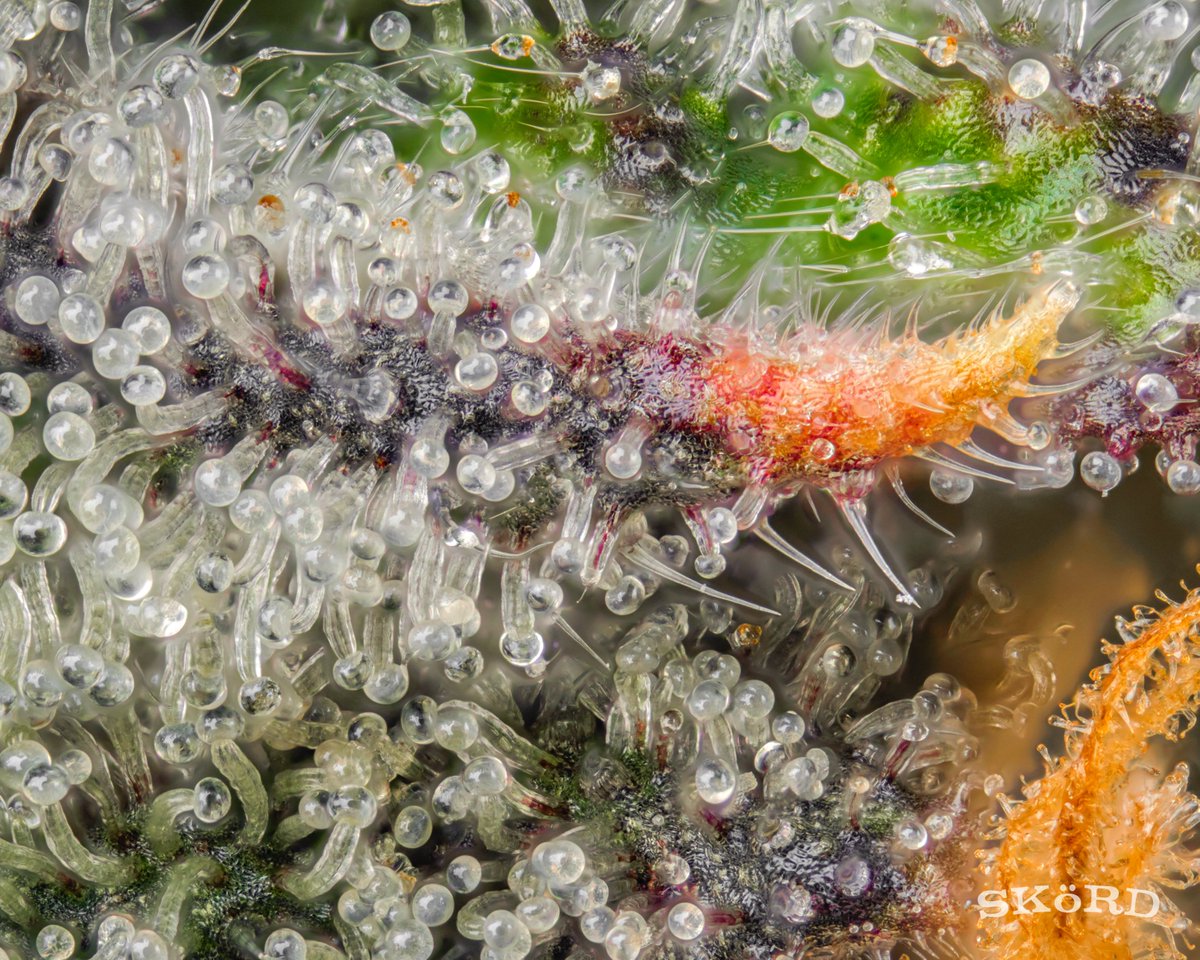 Some maco eye candy for the feed! Chocolate River, Payton's Pie, Grinch Mints, and Stuffed Cherry Gelato 🔥

iskord.com
#HaveYouSKoRDLately