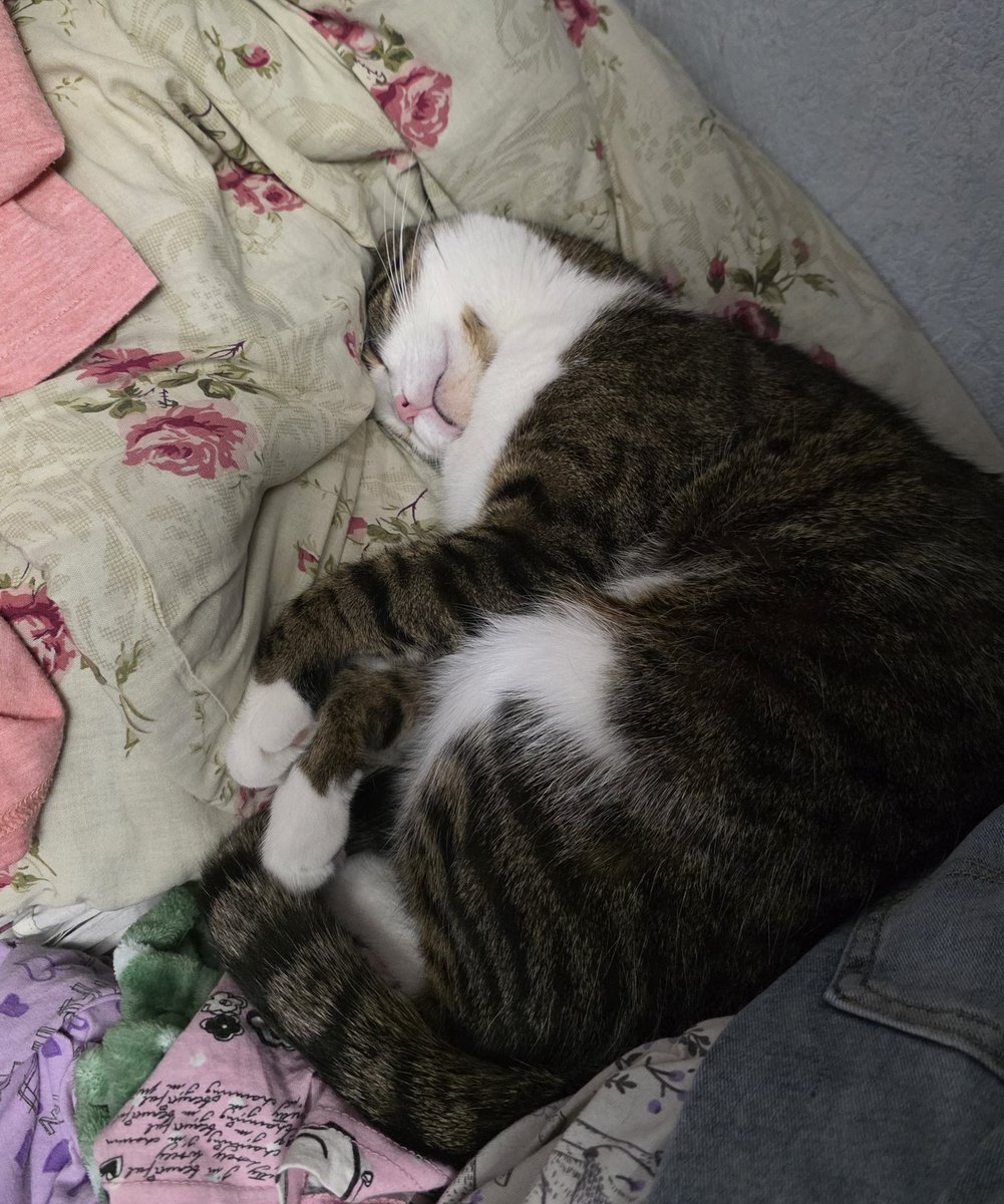 Meanwhile, Pashtet is living his best life. He tried to escape from the shelter three times during the night. Only treats stopped him. He ate his fill and slept all day.