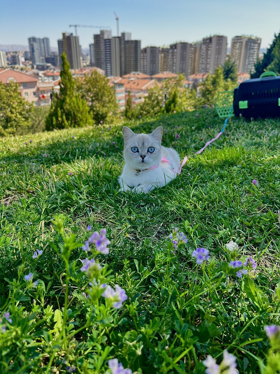 Türkiye’nin en güzel kedisi bende.☺️😻
