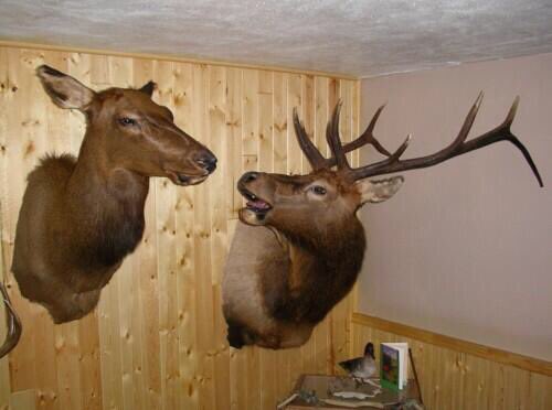 I told you it was fucking hunting season Doreen but Nooooo, we had to visit your sisters new place by the lake!"