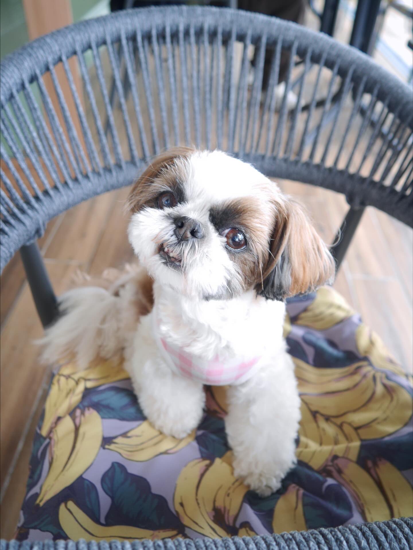 シーズー犬ページです♡ ♡ ⁡ 珍しく、寒くて震えてた🥺 ⁡ ⁡ ⁡ ⁡ ⁡ #ペキニーズ