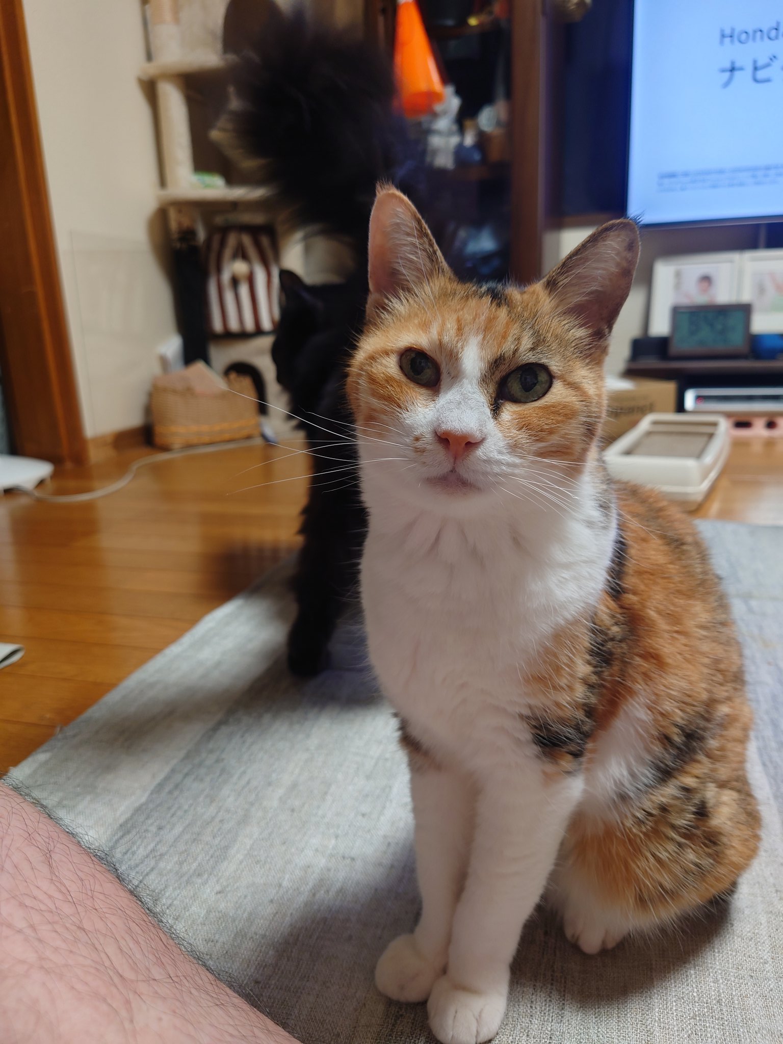 たかちーず on X: 