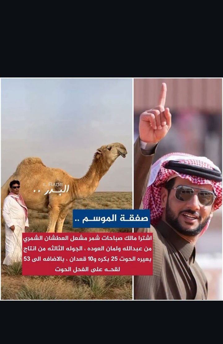 شيخ البدو tweet media