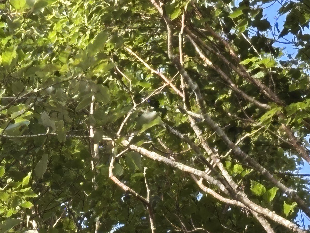 おはようございます
昨日面白いことを思いついて
フフフとひとり笑って
笑った後‥今思いついた面白い事を忘れて朝になっても思い出せません

なんだっけ？
が頭をぐるぐる🌀

今日もそんな私と過ごします

シマエナガを見つけたがフレームにすら入ってなかったw