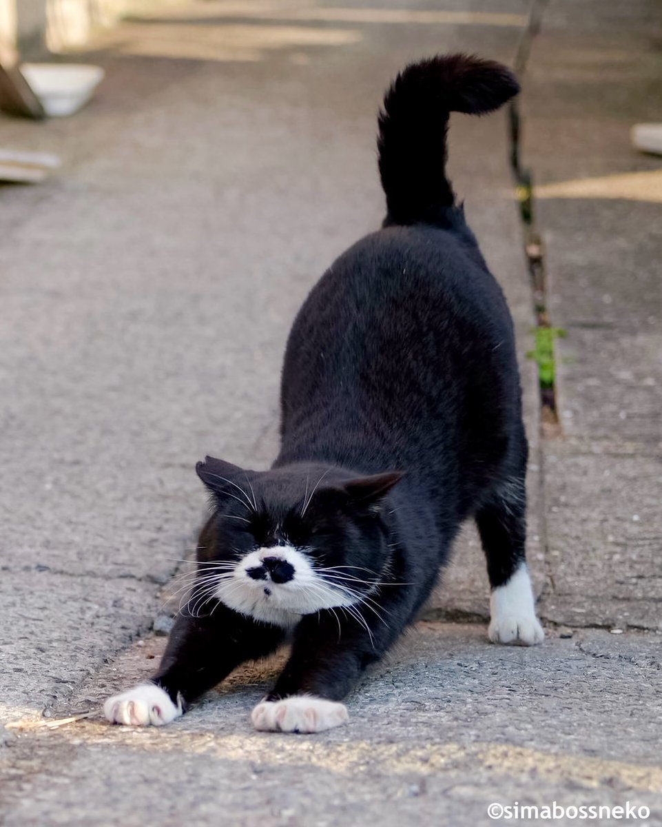 おはよう✨
Good morning🐾🐾

#ストレッチ #猫 #cat