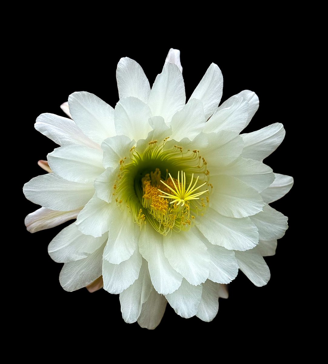 dave_h747's tweet photo. Cactus bloom. Short-lived but beautiful.
#cacti #cactus #cactusblossom #cactusbloom #cactusflower #FlowerPhotography https://t.co/I3vBPcSbH3