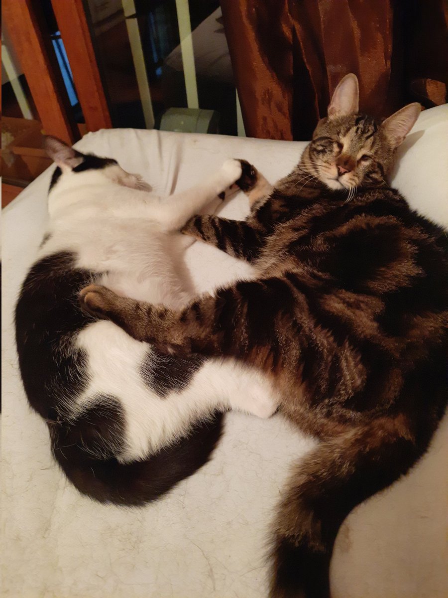 - tükkançımlan bis yanisi