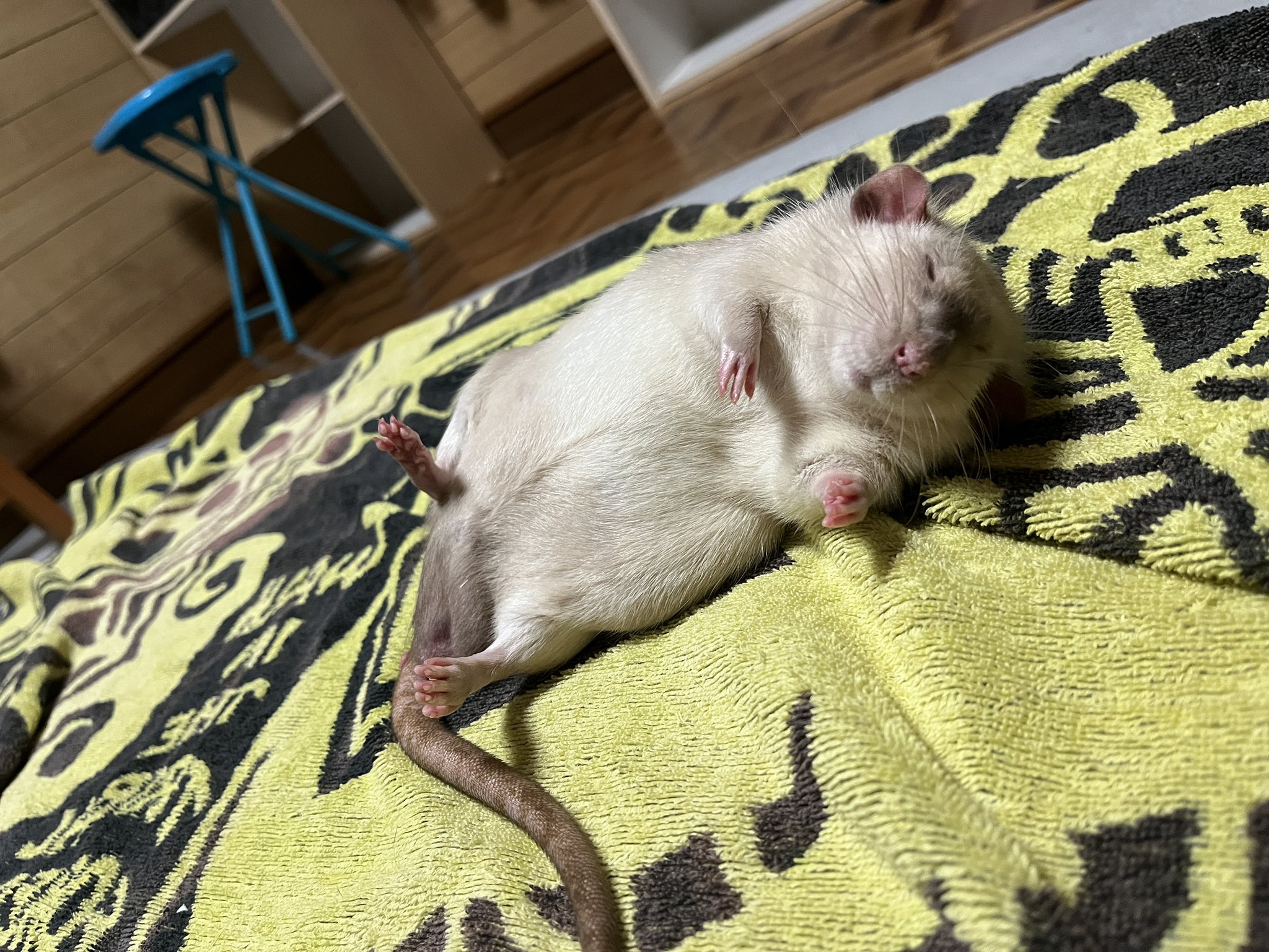 kina🐁🐀⸒⸒✎🇯🇵🇬🇧 (@kinaxcamera) / X