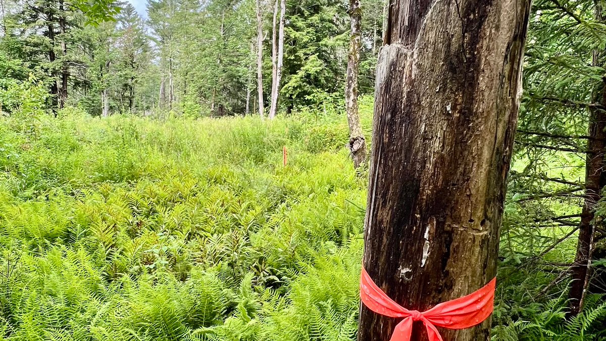 #Cambridge #VT building lot for sale! Must like Ferns. And woods. And wide dog-walking roads. #VT. Just down the road from #Smuggs, and the #Notch. 3 bed permit, 1.31 ac. bluesprucerealty.com/property/50507…
