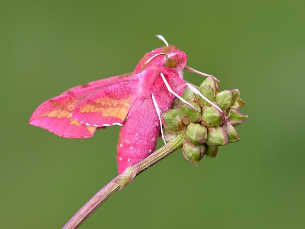 Elephant hawk-moth 💗