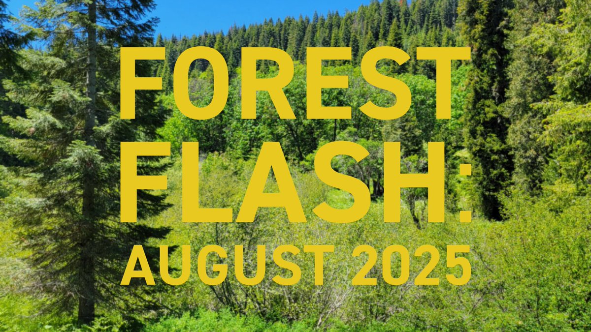 Forest Flash is out today! Lots of great news on Nature-based climate targets, restoration of a #salom refuge in CA, and the #conservation of Adanac Ranch. Don't miss it—read now: pacificforest.org/forest-flash-a…