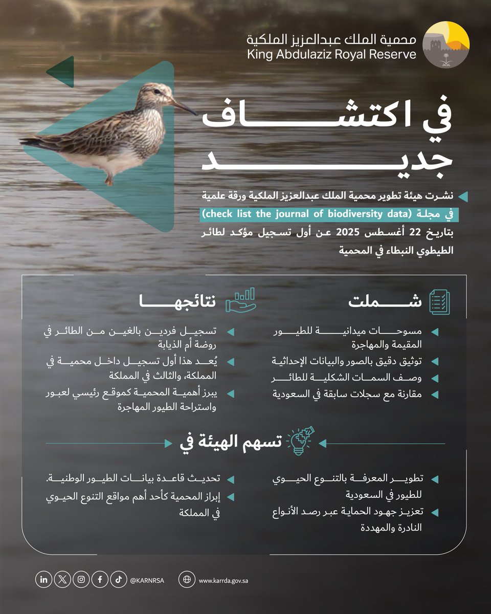 هيئة تطوير #محمية_الملك_عبدالعزيز_الملكية تنشر ورقة علمية عن أول تسجيل مؤكد للطائر المائي النادر "الطيطوي النبطاء Calidris melanotos" في المحمية؛ ويأتي ذلك تأكيدًا على تنوعها وثراء بيئتها بالكائنات الفطرية المختلفة.