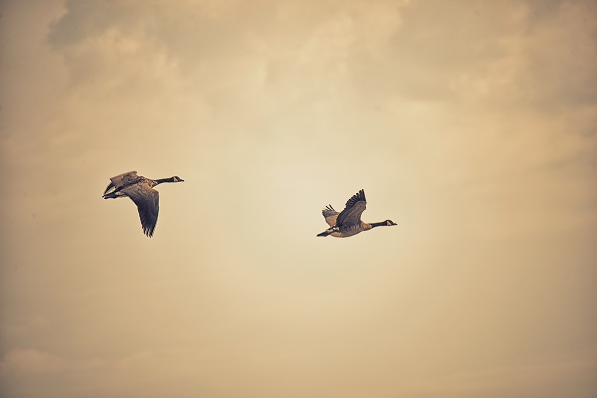 Sam_Alexandra23's tweet photo. Good day Friends & Photographers! Today is #Two for Thursday challenge! Let's see your best captures containing two of anything in the same category: two flowers, two birds and two wing sails for example. Enjoy your day and take care! #Photography πΈπ¨π¦ https://t.co/IFTjpE3DFR
